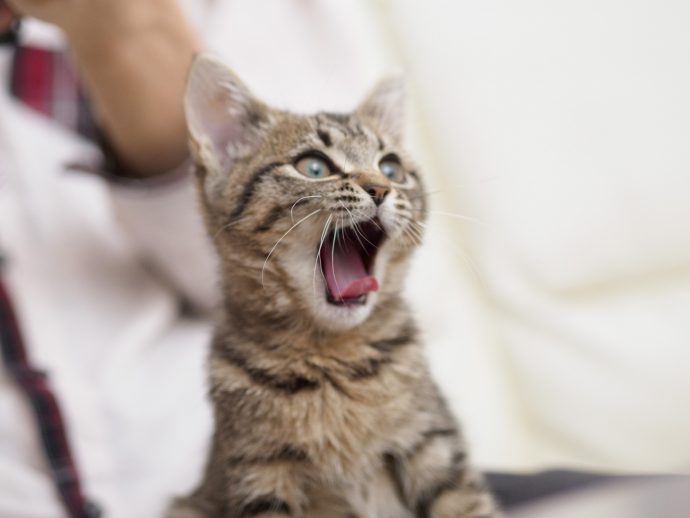 口を大きく開けた猫の写真