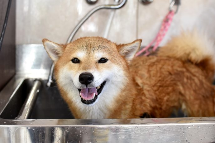 水に濡れた犬の写真