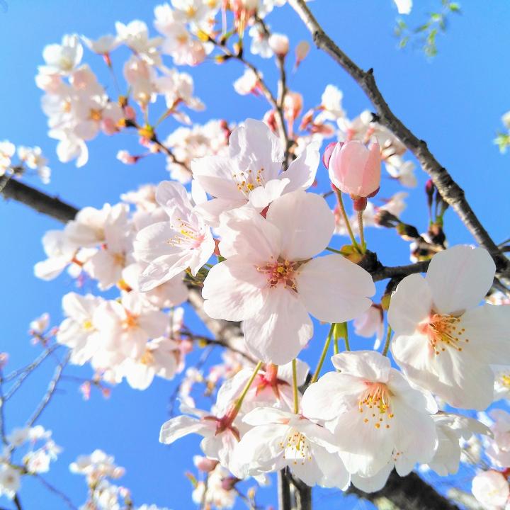 桜ネイルのセルフでのやり方 かわいいデザインと年の桜の開花はいつ頃になるかも紹介 ネイル女子 Have A Nice Day Tomorrow ネイル女子 Have A Nice Day Tomorrow