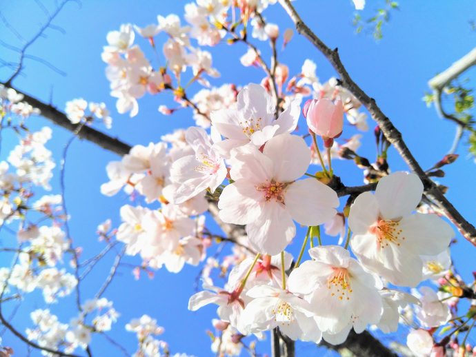 桜の写真