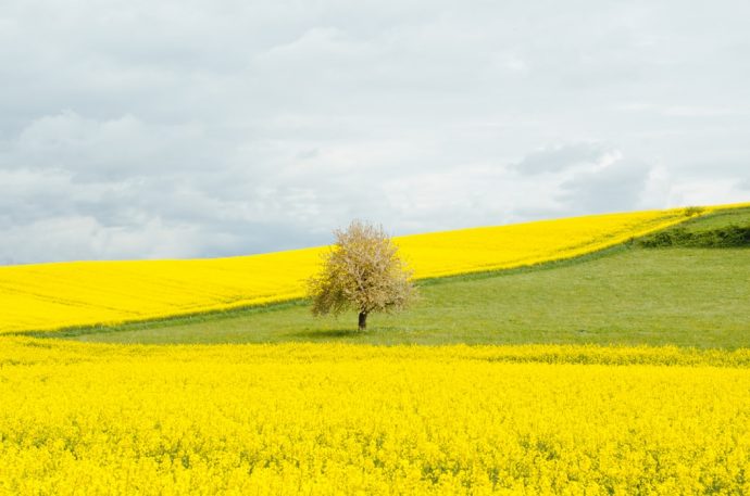 菜の花畑の写真