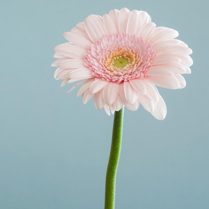 ネイルで花を手書きするやり方!4月に見頃を迎えるお花をご紹介します!