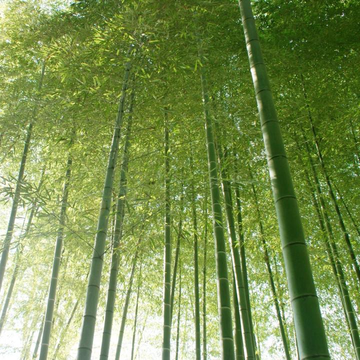 自爪の育成に青竹踏みが効果的??トイレが近くて悩んでいる人にもおすすめのふみふみ運動♪ 自爪の育成に青竹踏みが効果的??トイレが近くて悩んでいる人にもおすすめのふみふみ運動♪