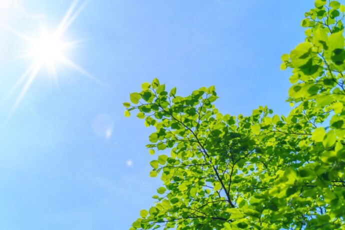 青空に輝く太陽と木