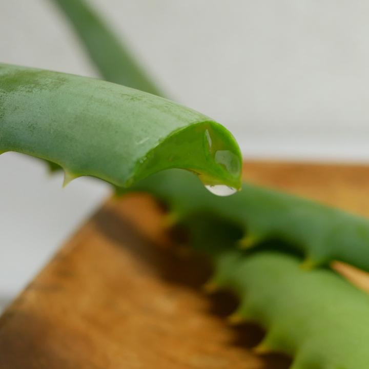 アロエでシミが消えた？！手の甲の気になるシミにも効果的なアロエの持つパワーとは？