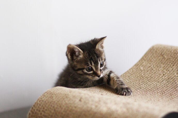 爪とぎ中の子猫