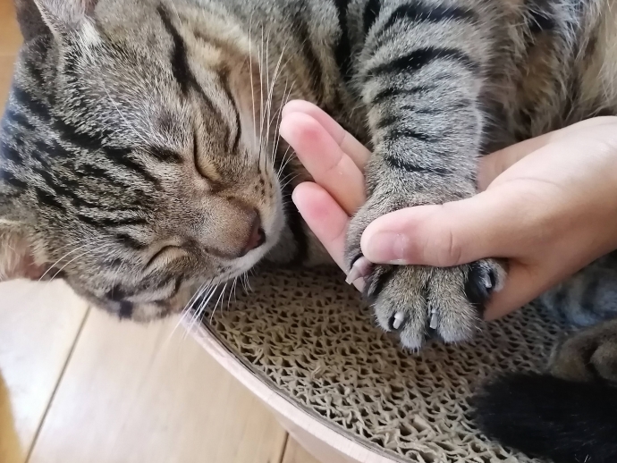 猫の手を握って爪を見る