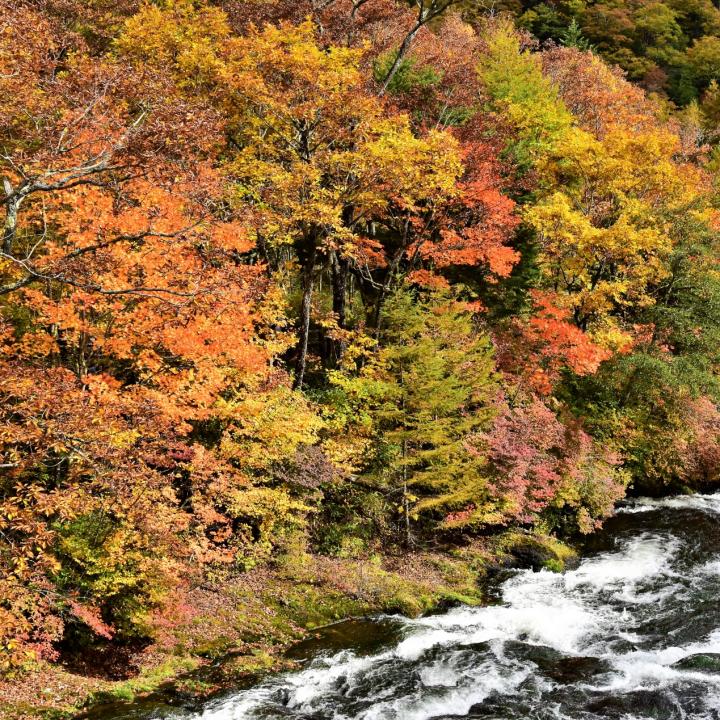 秋のお出かけスポット！東京で紅葉がおすすめの場所を紹介＆秋冬におすすめのネイルデザインは？