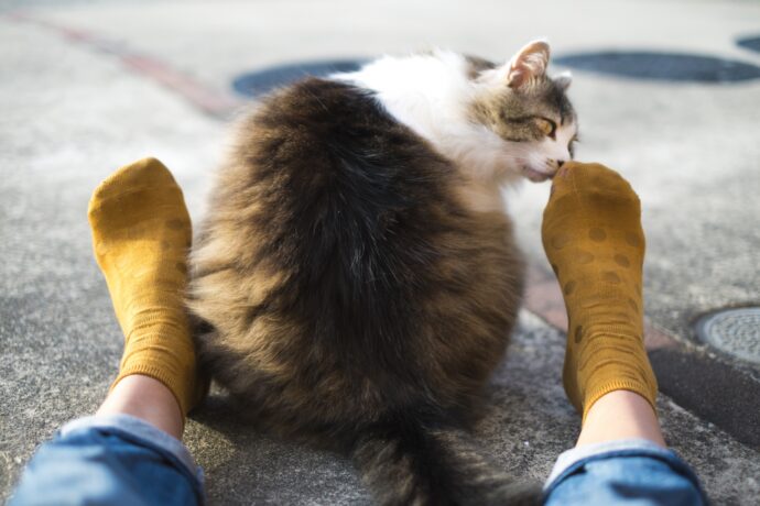 足の臭いを嗅ぐ猫