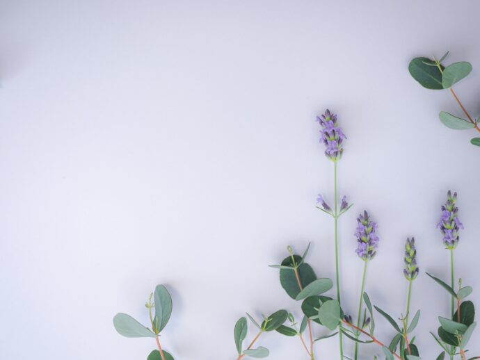 白の背景にラベンダーの花